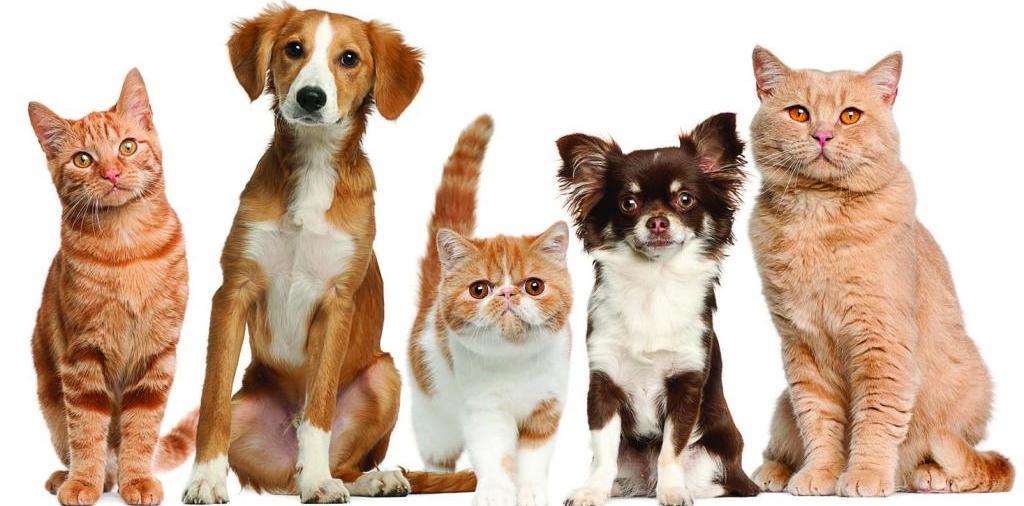 Доска объявлений о животных | ЗооТом - продажа, вязка и услуги для животных в Камышлове