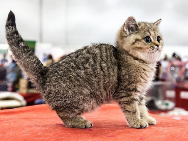 Породы кошек в Камышлове | ЗооТом портал о животных