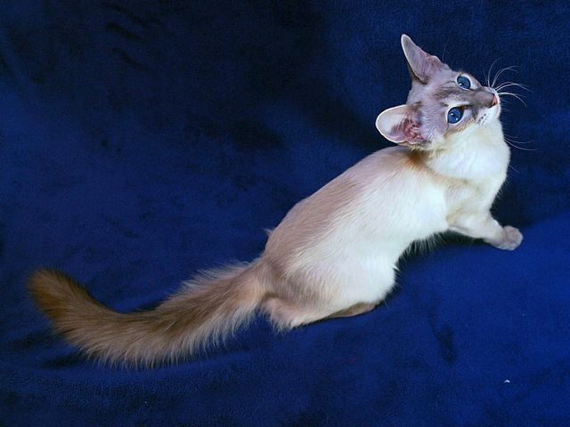 Выведенные породы кошек в Камышлове | ЗооТом портал о животных