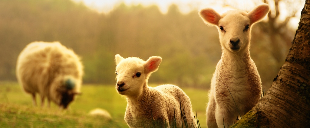 Объявления о сельскохозяйственных животных | ЗооТом - продажа, вязка и услуги для животных в Камышлове