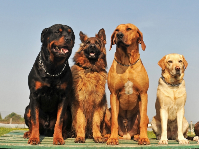 Крупные породы собак в Камышлове | ЗооТом портал о животных