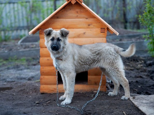 Все о собаках в Камышлове Все о собаках в Камышлове